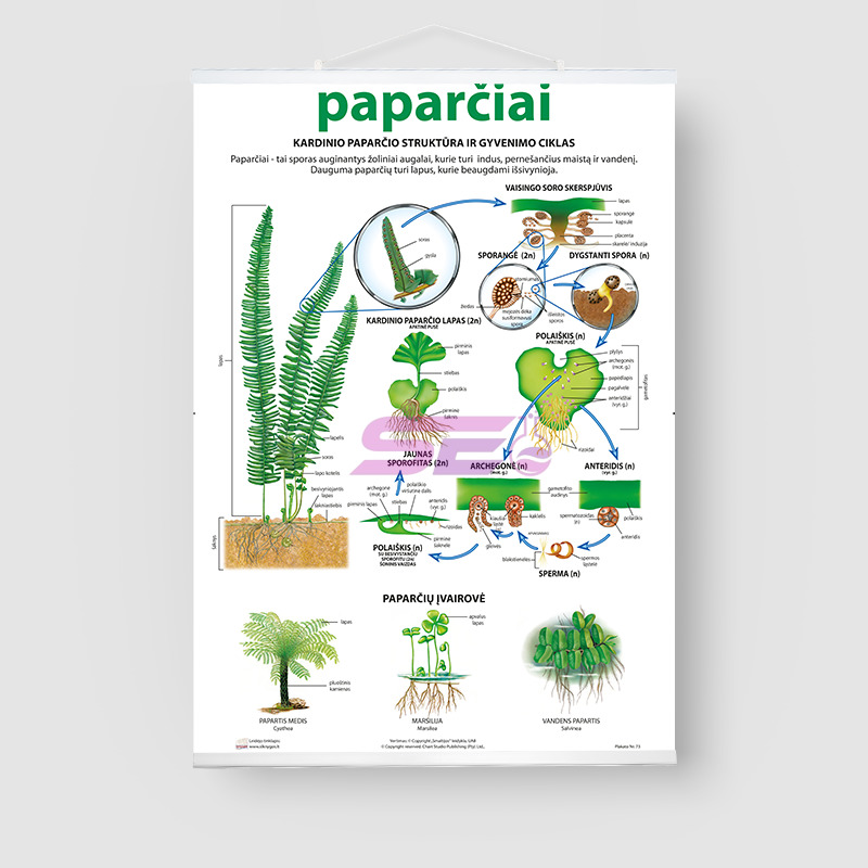Fern Chart